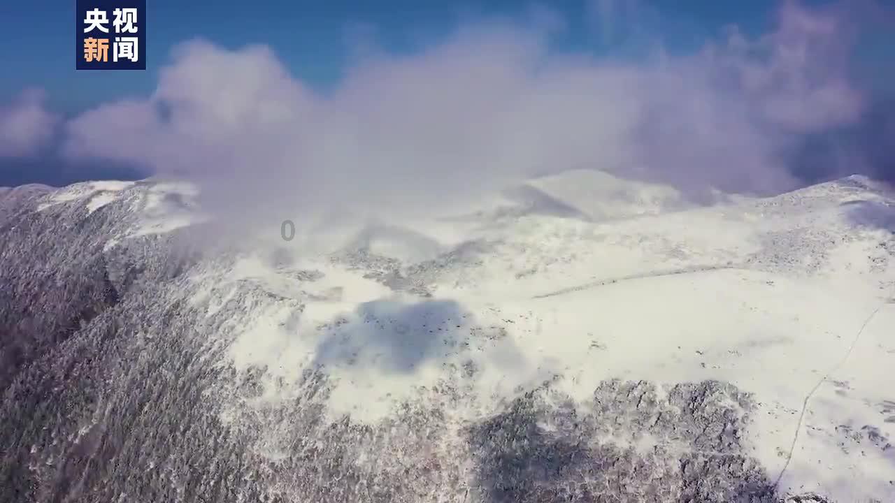 沙皮狗逃离